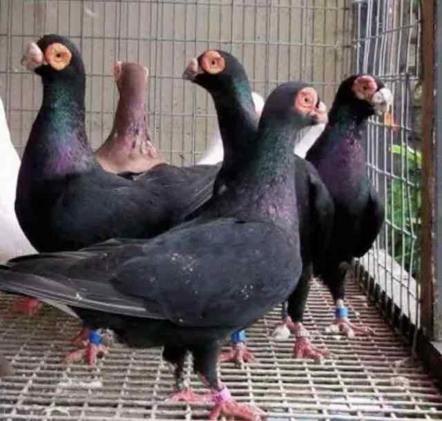 Barb pigeons for sale | Birds | Gumtree Australia Blacktown Area ...