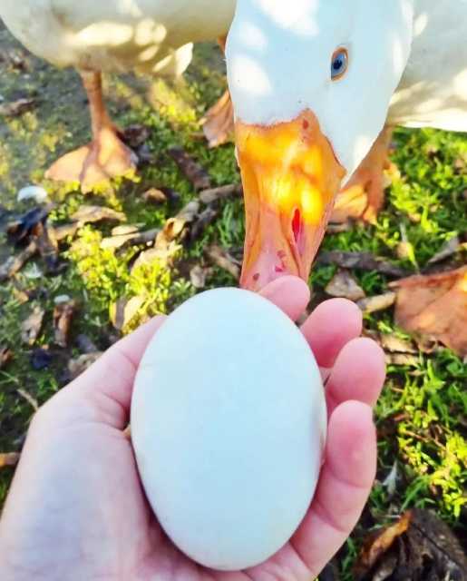 Goose eggs - fertile, fresh $50 per dozen | Livestock | Gumtree ...