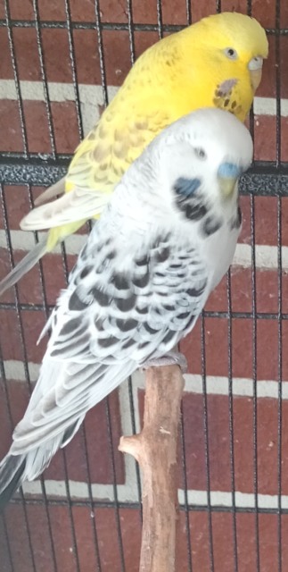 Bonded pair large yellow/grey Texas clearbody budgies &nestbox | Birds ...