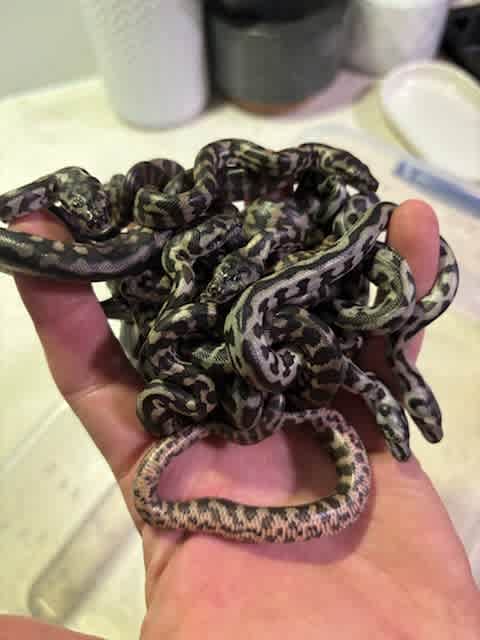 Jungle Python Hatchlings | Reptiles & Amphibians | Gumtree Australia ...