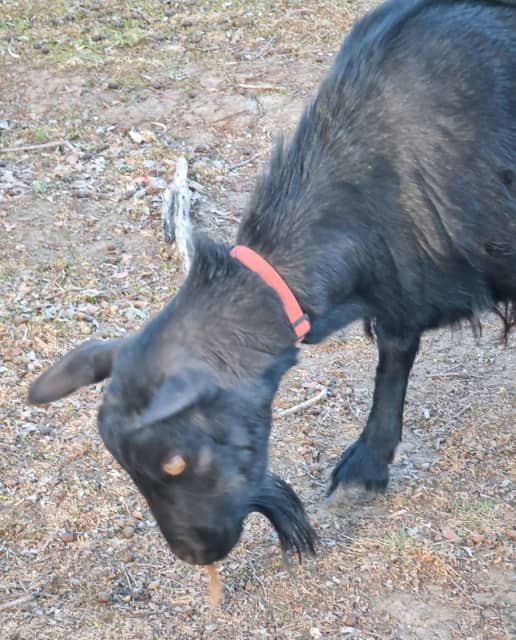 Pygmy goat pair Livestock Gumtree Australia Great Lakes Area