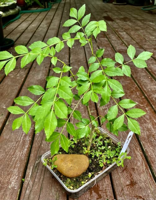 Ash Tree Pre Bonsai Plants Gumtree Australia Maroondah Area