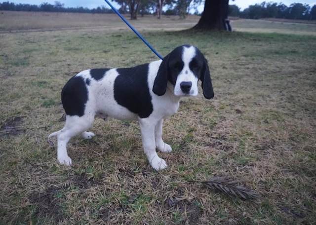 Beagle Cross Cocker Spaniel Beagle Cross Cocker Spaniel Puppies