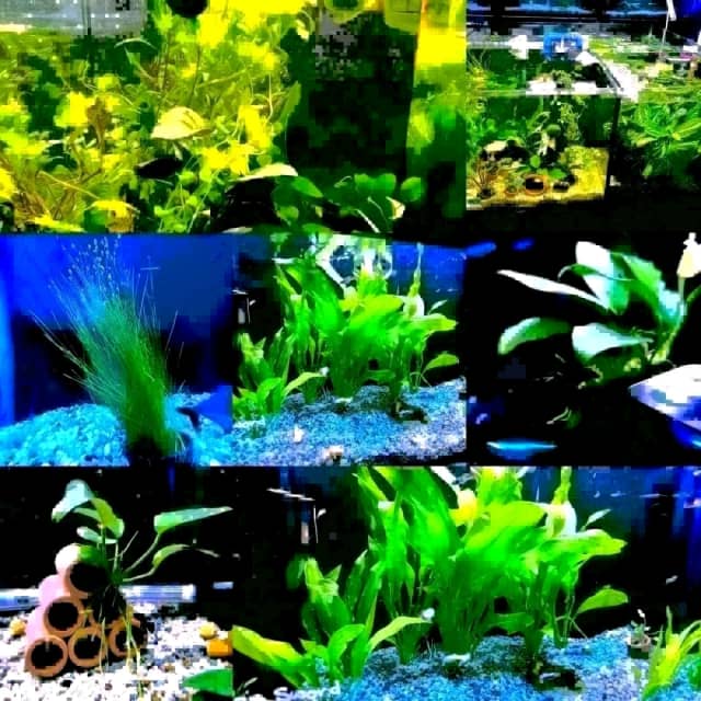 Aqua & Pond Plants / Driftwood / Ornaments / Fake Plants Plants