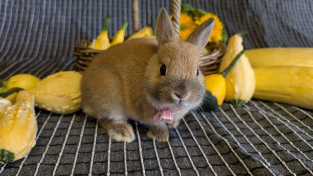 Purebred Netherland Dwarf rabbit kits | Rabbits | Gumtree Australia ...
