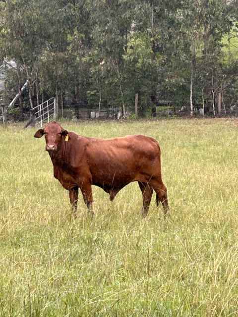 Droughtmasters! 2 Cows (5-6 yrs) 1 Bull and 1 Steer (2 yrs) | Livestock ...