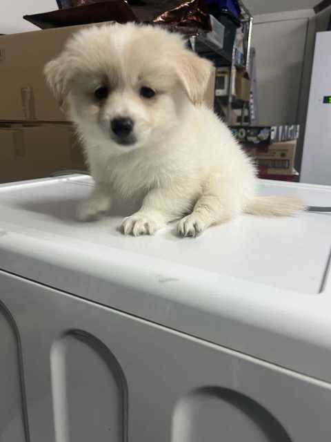 Pomeranian X puppies | Dogs & Puppies | Gumtree Australia Manningham ...