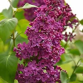 Grafted Lilac ( Syringa vulgaris) ' Congo' | Plants | Gumtree Australia ...