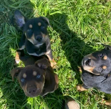 Kelpie x Huntaway pups for sale | Dogs & Puppies | Gumtree Australia ...