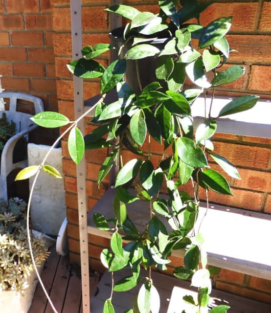 Very Large Hoya Carnosa Plant In 200mm Pot with Flower Spurs Plants