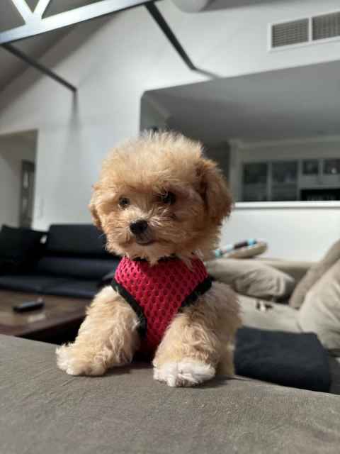 Maltese Shitzu X Toy Poodle Puppy (Shmoodle) | Dogs & Puppies | Gumtree ...