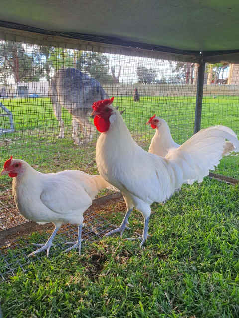 P.O.L Leghorn bantams,Gold penciled wyandotte bantams,Barnevelder ...