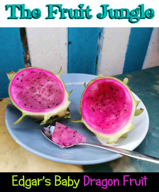 Edgars Baby dragon fruit plant - Plants in Tewantin QLD | Gumtree Australia