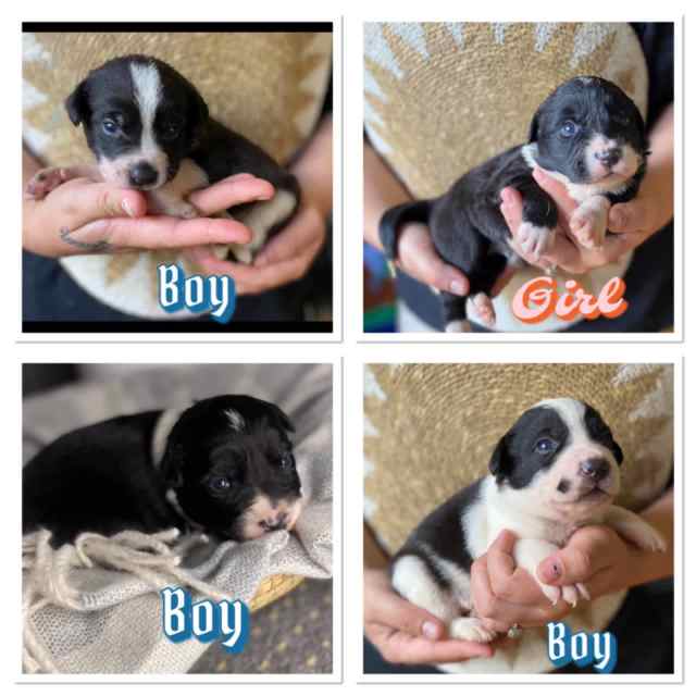 Border collie x frenchie Dogs & Puppies Gumtree Australia Mackay
