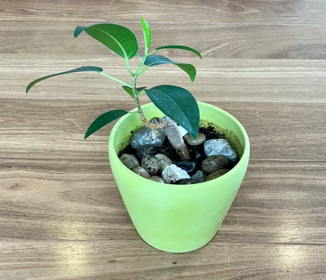 POTTED BONSAI STYLE MORTON BAY FIG Pots & Garden Beds Gumtree