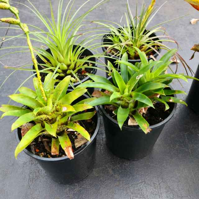 4x Bromeliads 140mm Pot Plants -Various - Small Size - $20 the lot ...