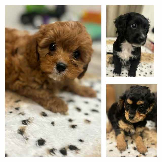 2nd Gen Cavoodle puppies for sale | Dogs & Puppies | Gumtree Australia ...