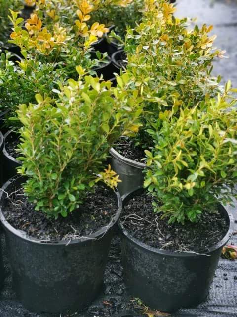 Dwarf Japanese box hedge - Plants in Epping VIC | Gumtree Australia