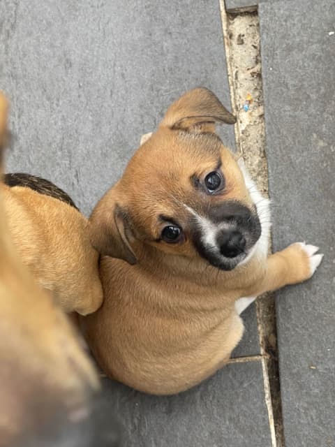 healthy puppies for sale