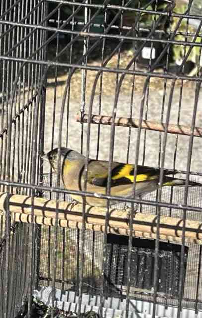 Finches Siskin/ Goldfinch Hybrids | Birds | Gumtree Australia Nillumbik