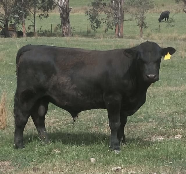 Quality Angus Bulls For Sale Livestock Gumtree Australia Bathurst