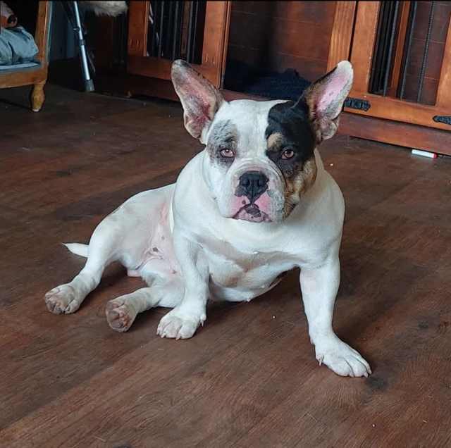 american bully Dogs & Puppies Gumtree Australia Ballarat City