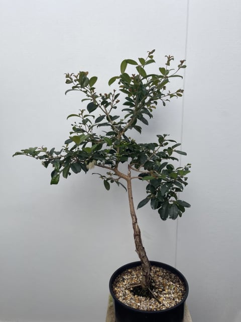 Bonsai Lillipilly - start of a literati style | Plants | Gumtree Australia  Inner Sydney - Waterloo | 1307319697