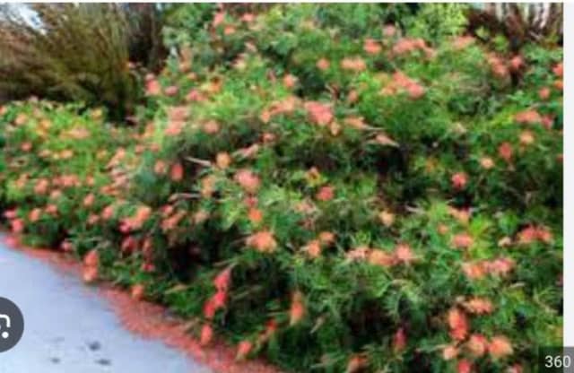 Grevillea Ned Kelly Plants, Australian Native Plants 