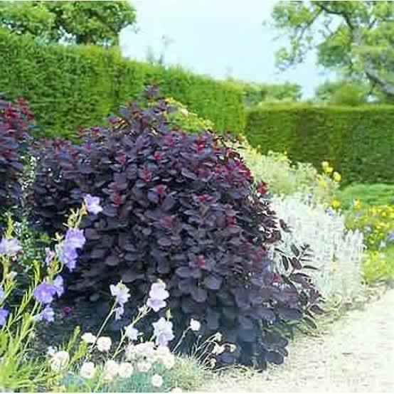Cotinus coggygria Smoke Bush purple 14 cm pots Plants Gumtree