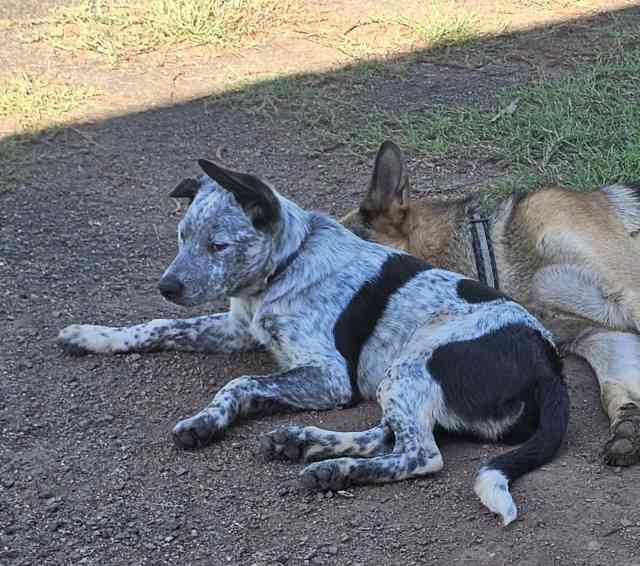 Male Border Collie x Cattle 6mth old pup Located Bucca Dogs & Puppies