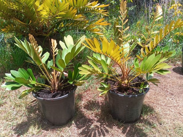 Cardboard cycads, Zamia furfuracea - Plants in Wardell NSW | Gumtree ...