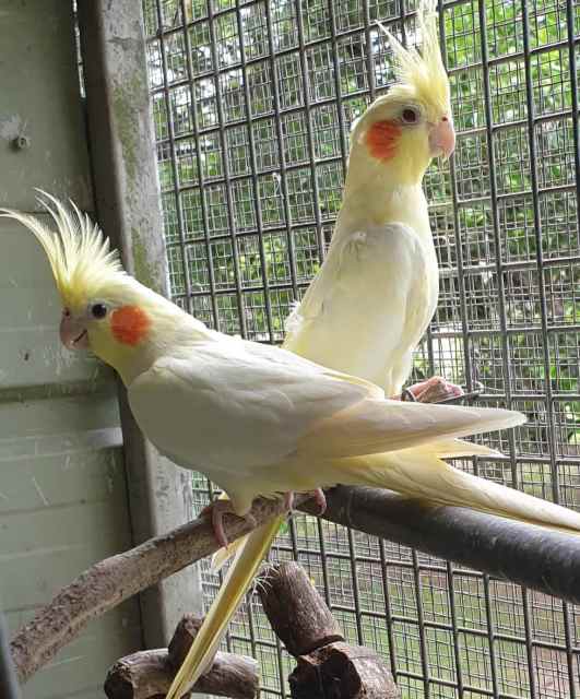 Handraised Sun conures, Avairy B/P Lutino Cockatiels & H/R Ctiels ...