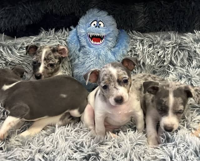 Mini Foxie AKA Tenterfield Terriers Dogs & Puppies Gumtree