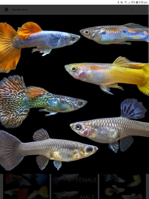 100 guppies for sale