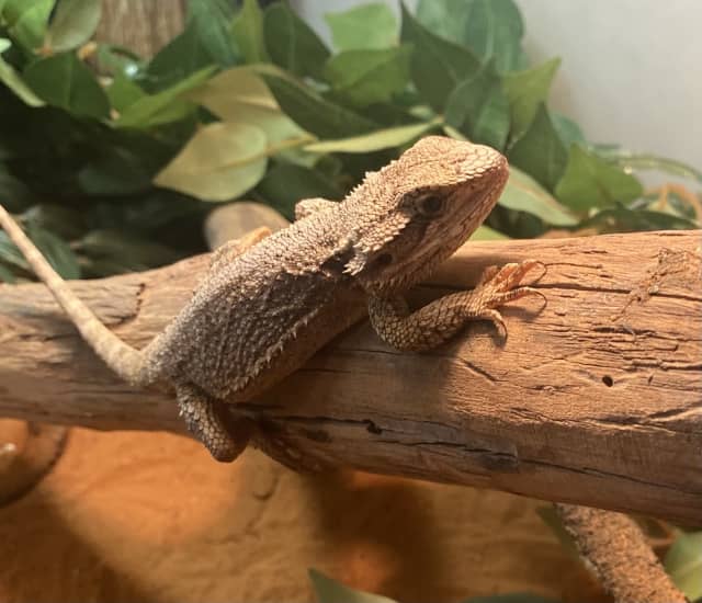 Male Bearded Dragon and tank, lights and full set up pick up Waikiki