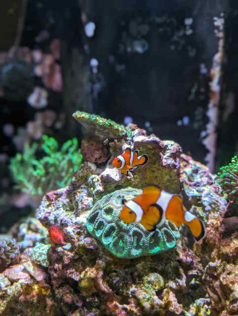 Pair of Clownfish and Flame Hawkfish | Fish | Gumtree Australia ...