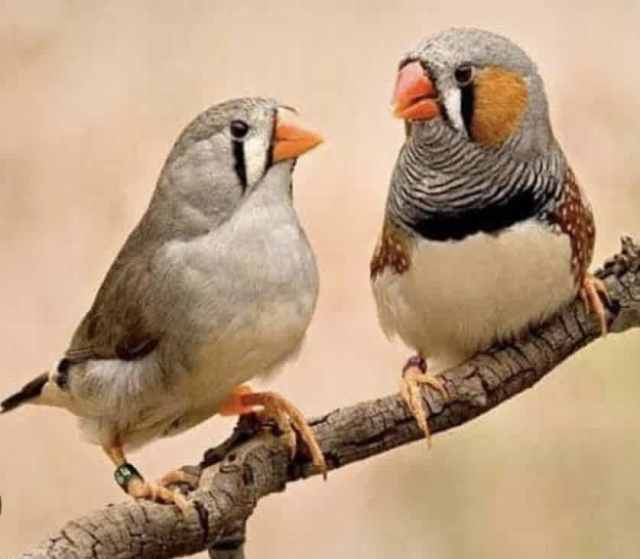 Birds Different Types Ready Now DEVONPORT Birds Gumtree Australia