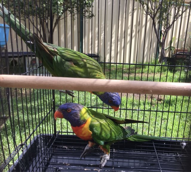 Pair of Rainbow Lorikeet Parrots with Cage for Sale | Birds | Gumtree ...