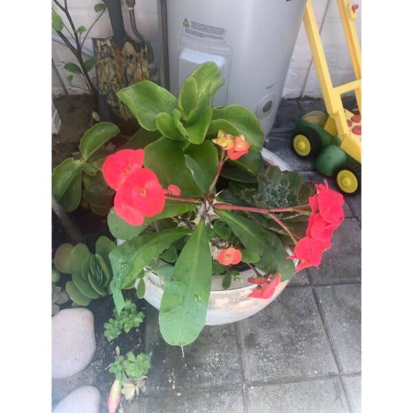 2year grown Succulents Echeveria in a ceramic pot Plants Gumtree