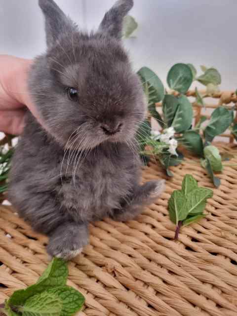 Baby Mini Lop Rabbits . . | Rabbits | Gumtree Australia Singleton Area ...