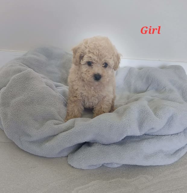 Toy Poodle Puppies Dogs & Puppies Gumtree Australia Rockhampton