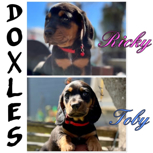 DOXLE PUP Last One Black&Tan Female READY NOW Dogs & Puppies