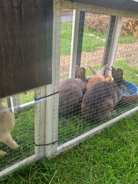 Rabbits x3 two female 1 male $20 each | Rabbits | Gumtree Australia ...