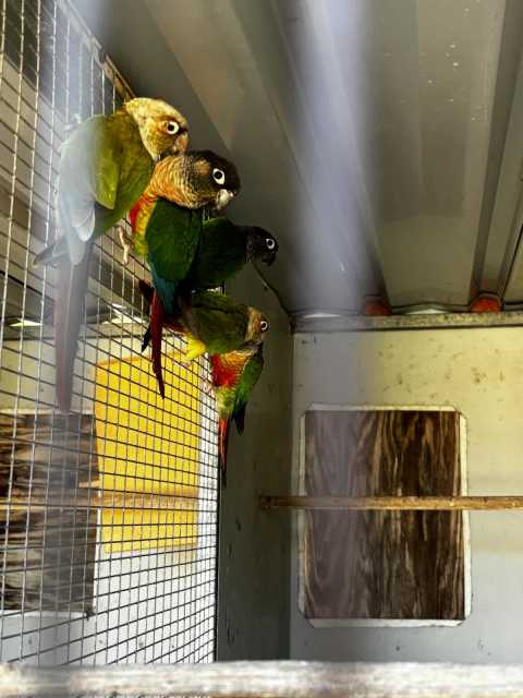 Aviary birds for sale | Birds | Gumtree Australia Lockyer Valley ...