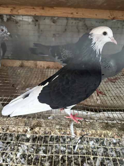 Adult Pigeons | Birds | Gumtree Australia Greater Dandenong - Dandenong ...