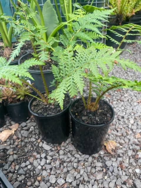 Cyathea cooperi, tree ferns | Plants | Gumtree Australia Gold Coast ...