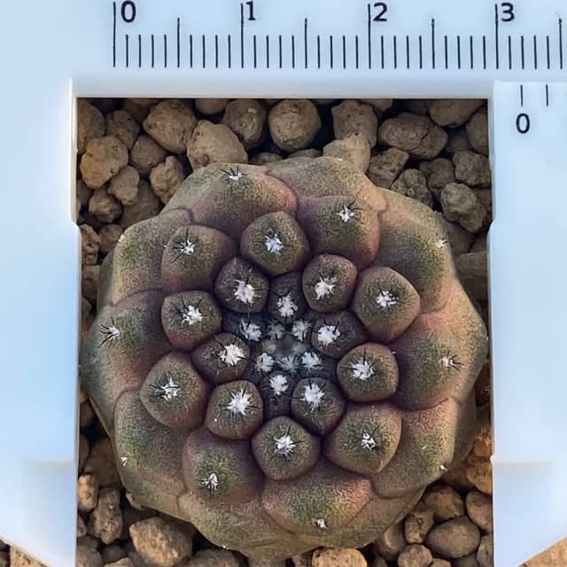 Copiapoa hypogaea seedling rare cactus Plants Gumtree Australia