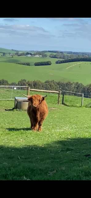 2.5 year old Scottish Highland Steer | Livestock | Gumtree Australia ...