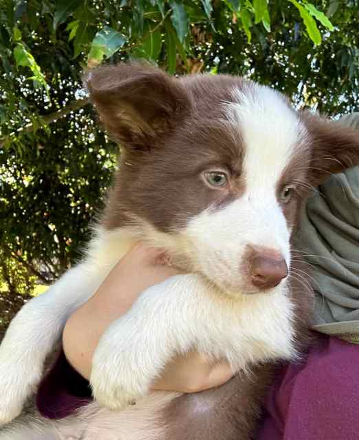 *only 1 Left!* Purebred Border Collie Pups 