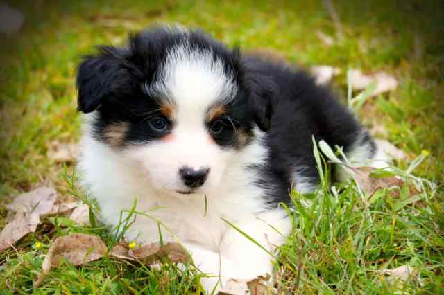 Long haired border Collies LAST THREE!! | Dogs & Puppies | Gumtree ...